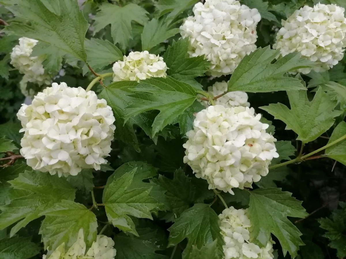 Цветы калины Бульденеж, фото автора