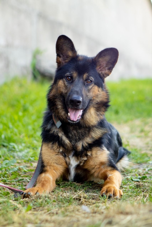 Кай очень добрый и улыбчивый пес, который держится настоящим молодцом!