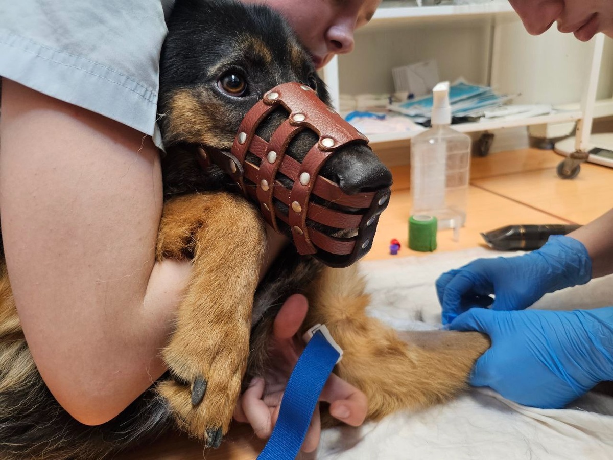 Сегодня у Каюши взяли анализы