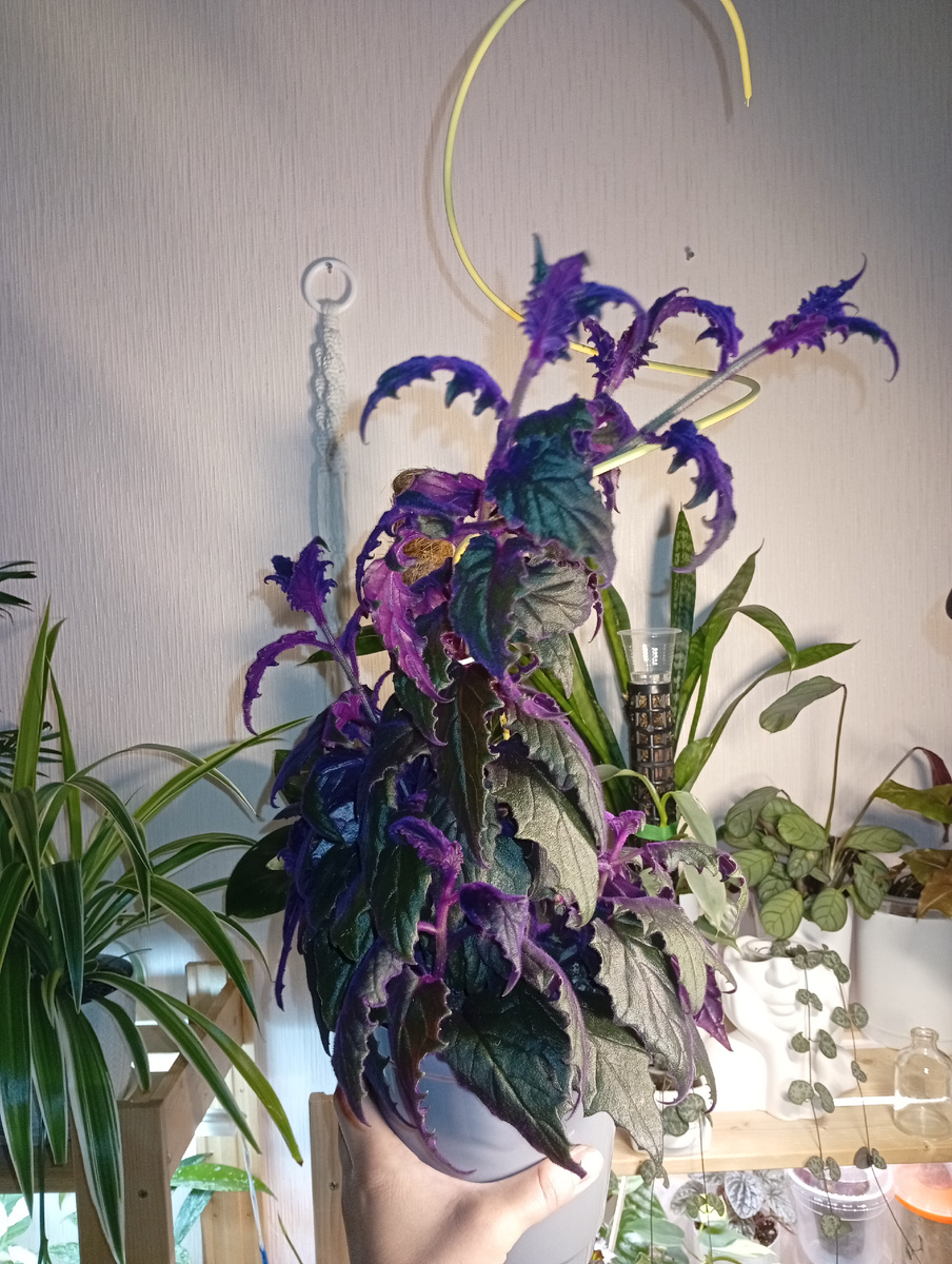 А еще я подумала: а куда я буду девать плети, когда они дойдут до кончика опоры???