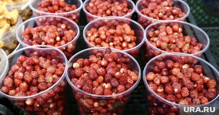 Сезон земляники начался на несколько недель раньше. Фото: Денис Моргунов © URA.RU