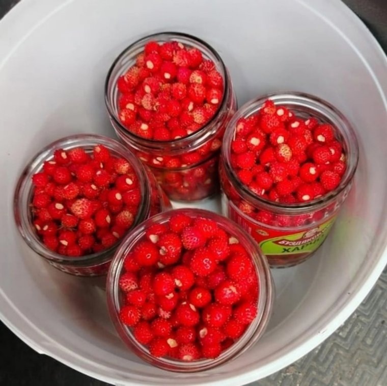 Вот такой урожай земляники собрали в лесу в начале июня. Фото: Группа Тюльпан.ку | Новости. Кунашакский район. Кунашак в ВК