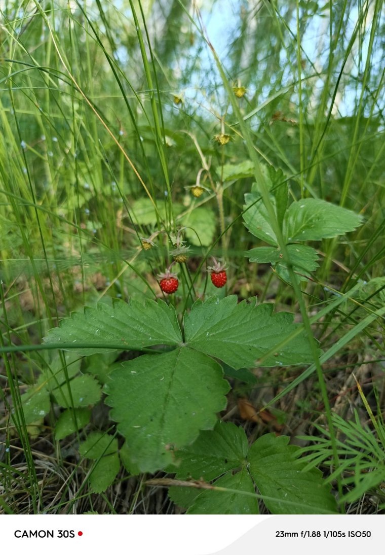 Ягоды есть и в Красноармейском районе. Фото: Группа Грибы. Ягоды. Травы. Челябинск и область в ВК