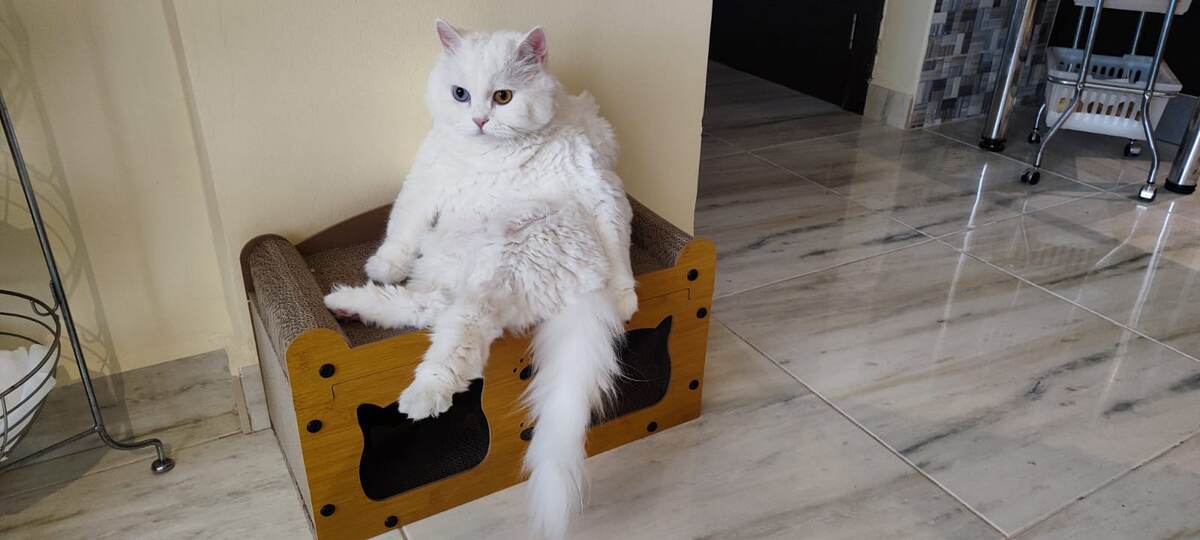 "Э, это ты кого тут страшным назвала?!" - кот Самбус (фото из личного архива)