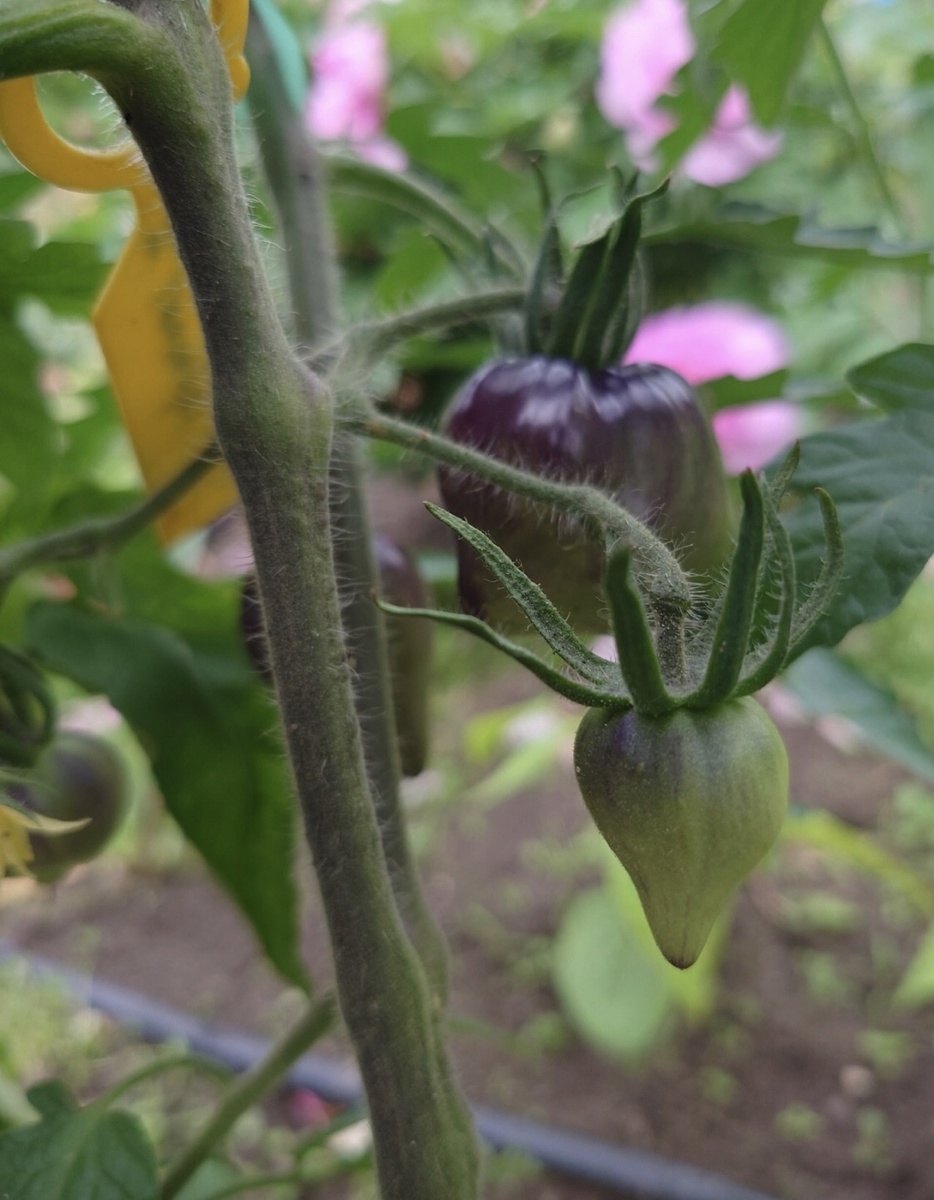 Томат Strawberry Sergeant