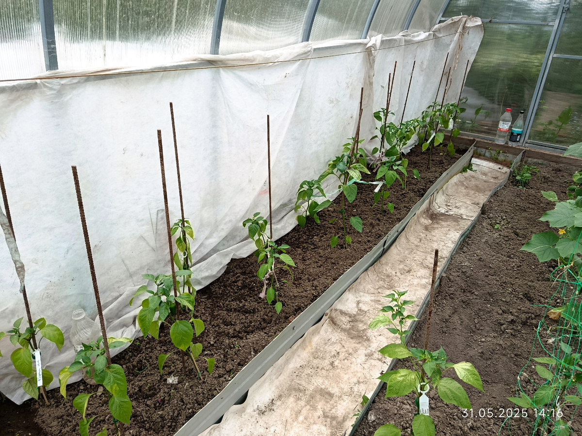 Перец, который мне не нравился в сезоне 25 года. Дата фото 31 мая