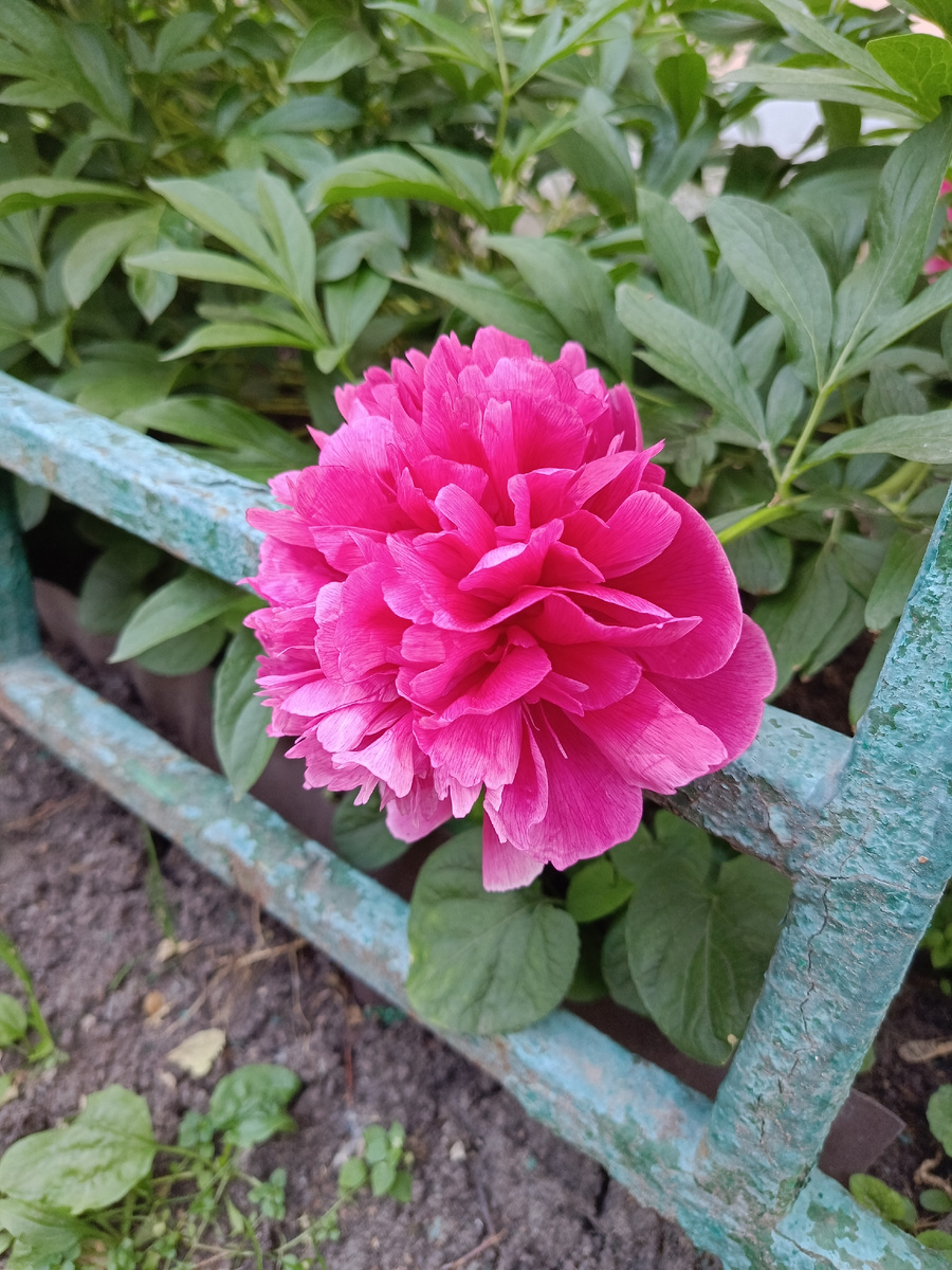 Нижегородский пион