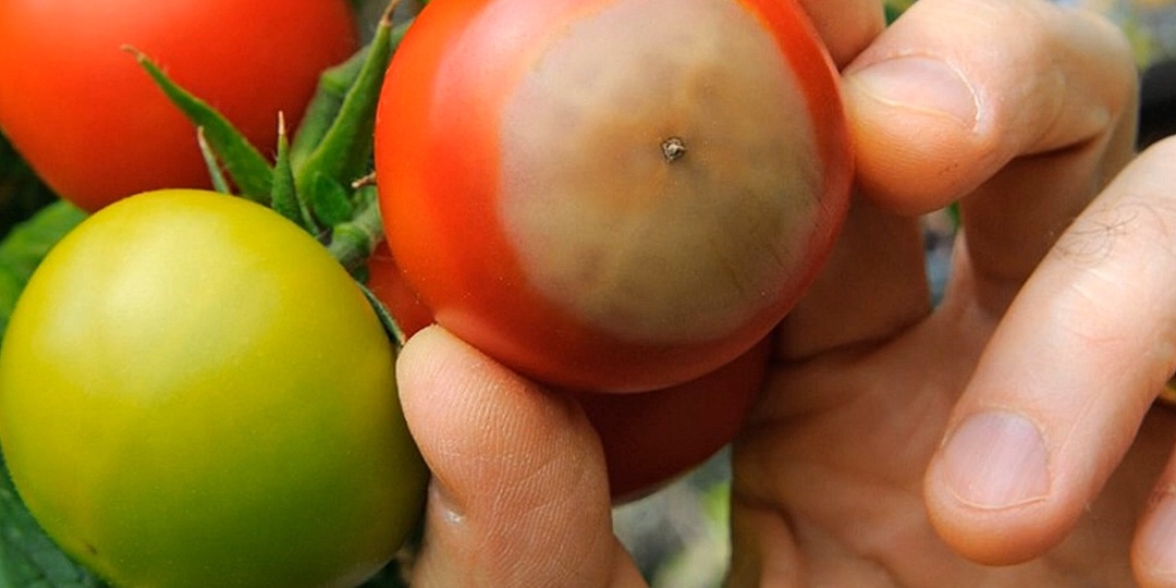 Вершинная гниль на помидорах в теплице