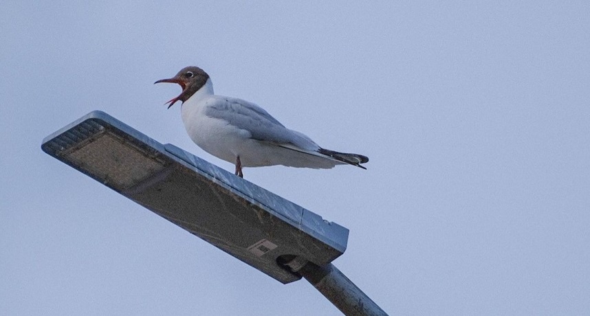 Из интернета картинка