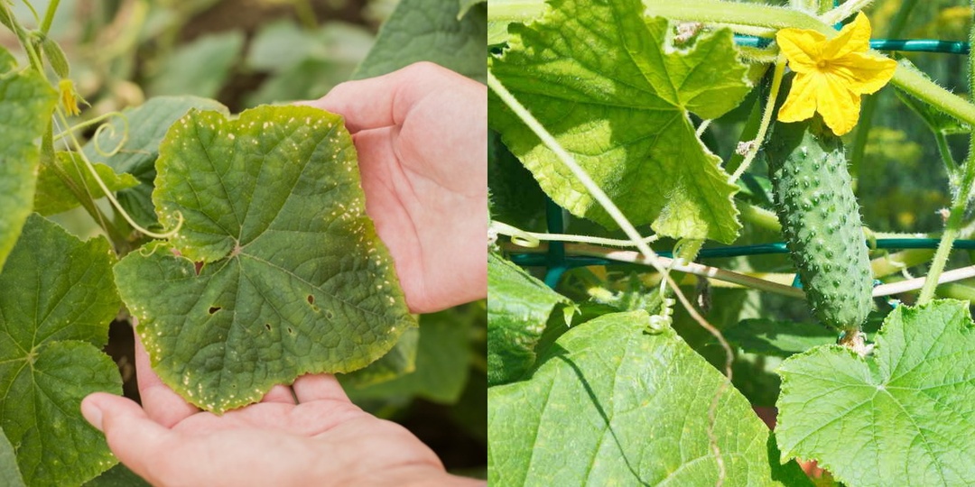 Поливаю калийным раствором огурцы каждые 12 дней. Собираю урожай до октября без горечи