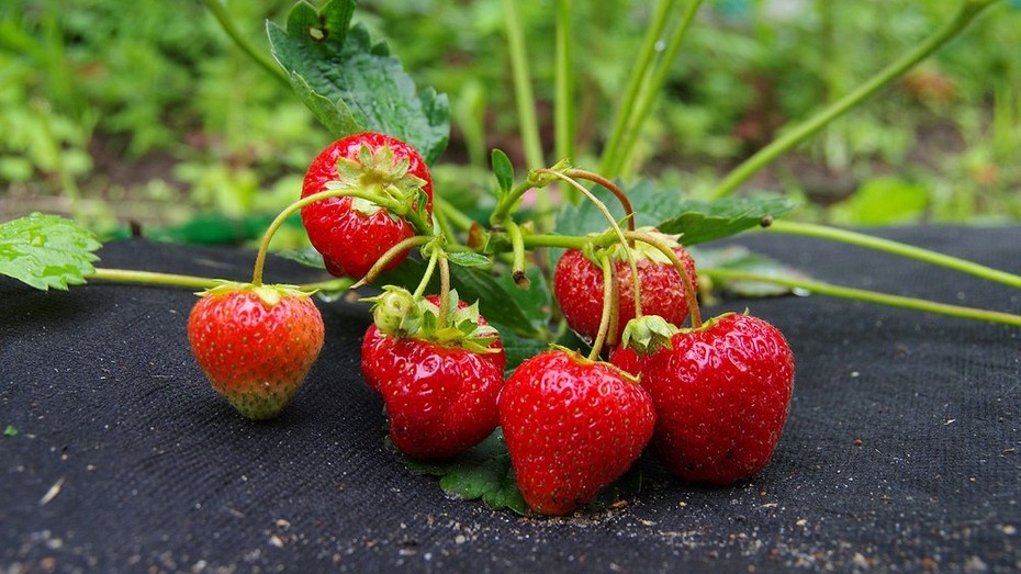 ShutterStock/Fotodom.ru