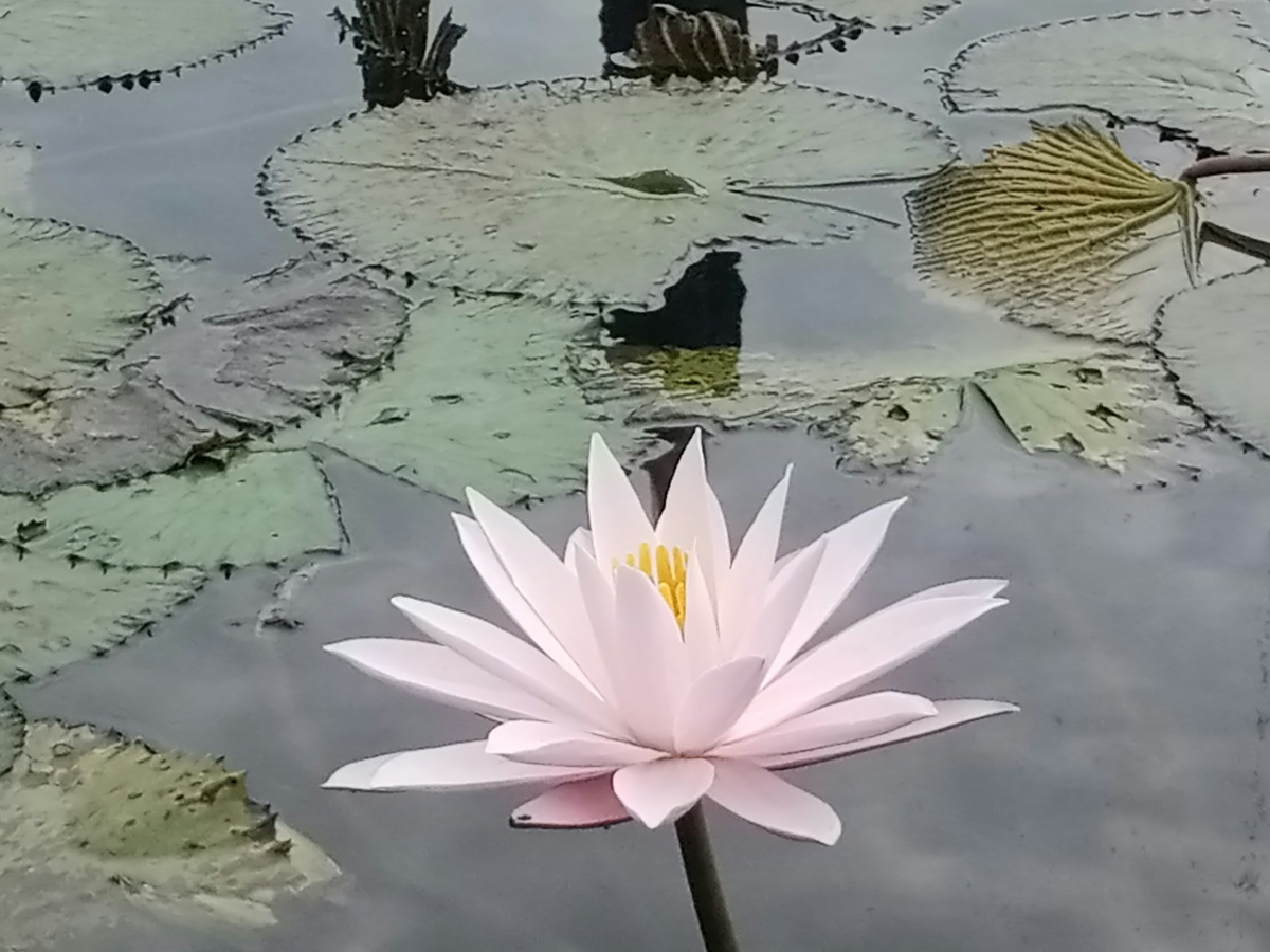 Фото с бесплатного фотостока https://unsplash.com, автор sugianto sugianto