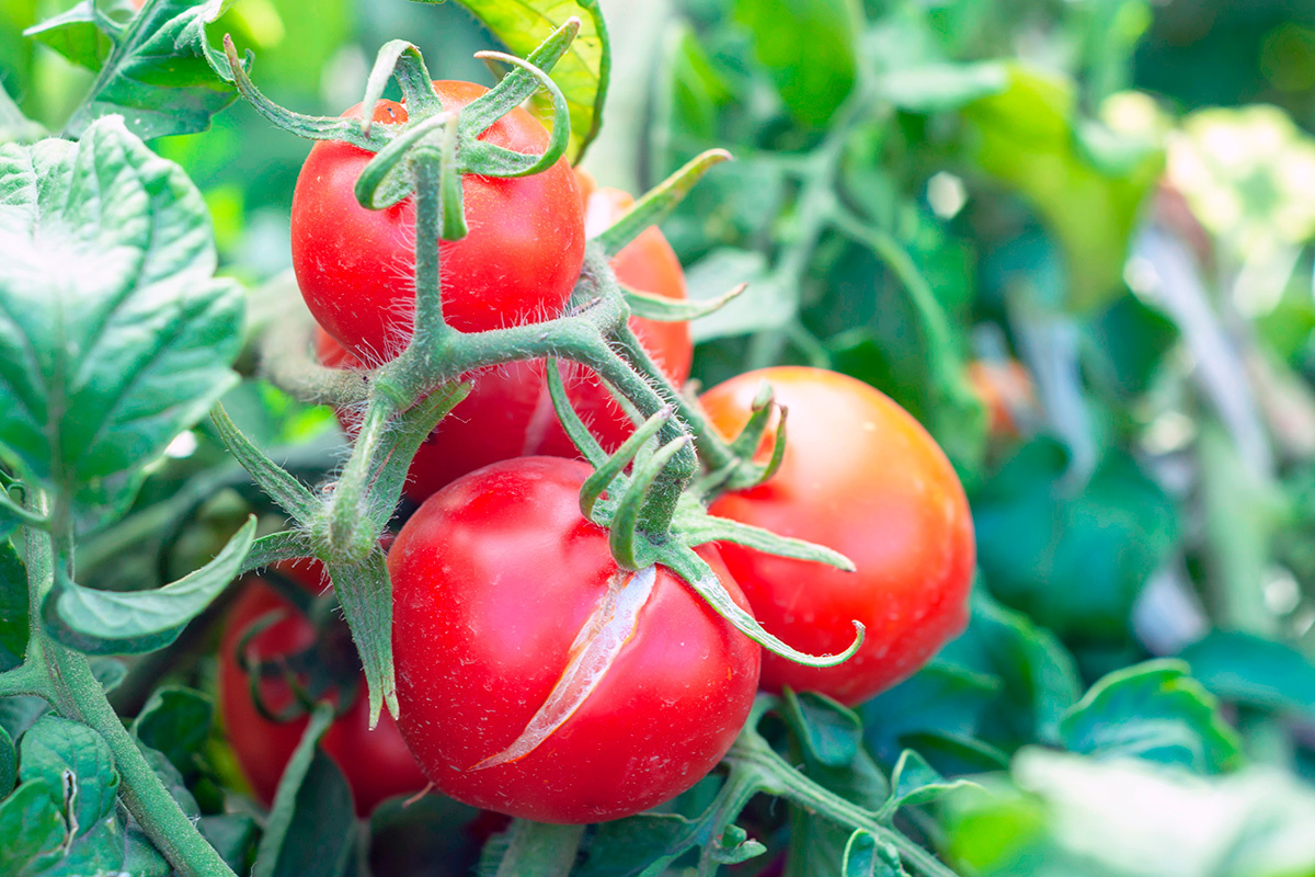 Kyliki / Shutterstock / FOTODOM📷При избыточном поливе у томатов появляются продольные трещины сверху вниз