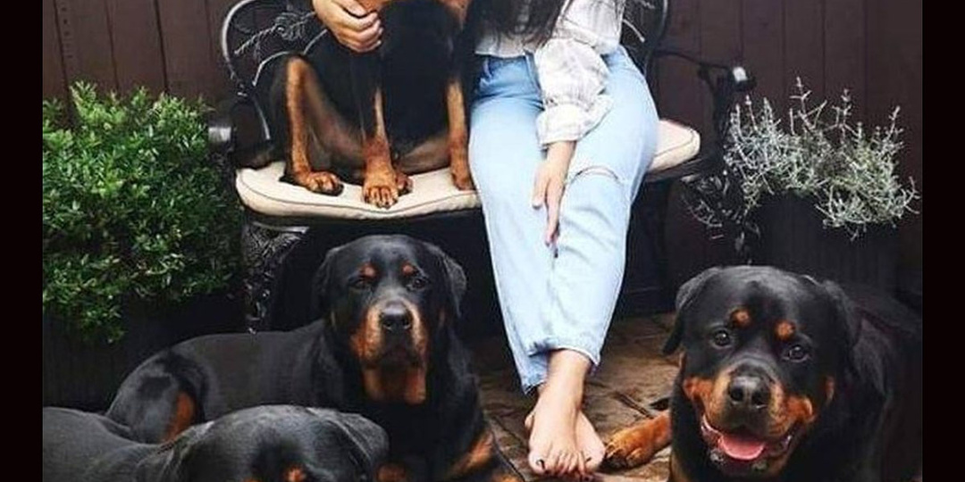 "Сама держу, но другим не рекомендую". Откровения одной хозяйки ротвейлеров