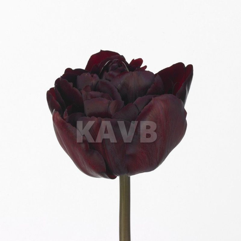 https://www.kavb.nl/detail?cid=5875