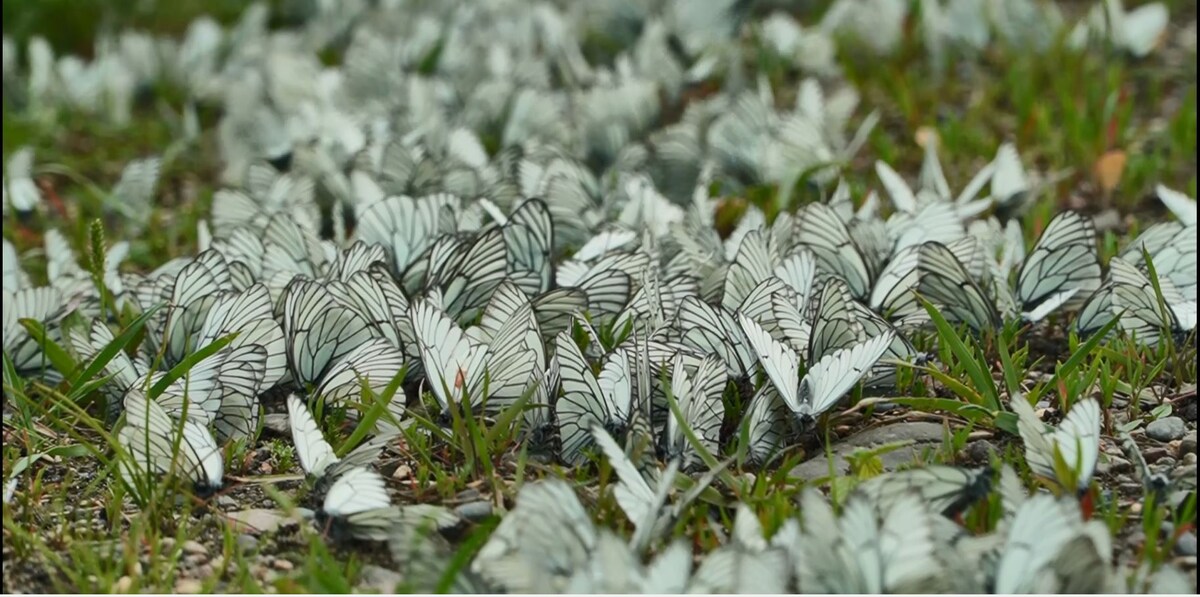     Нашествие бабочек на юге края: жители Минусинского района боятся за будущий урожай