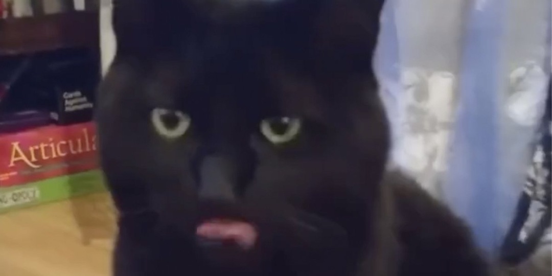 Ангельский голосок: хозяйка записала, как «пищит» 5-летний кот