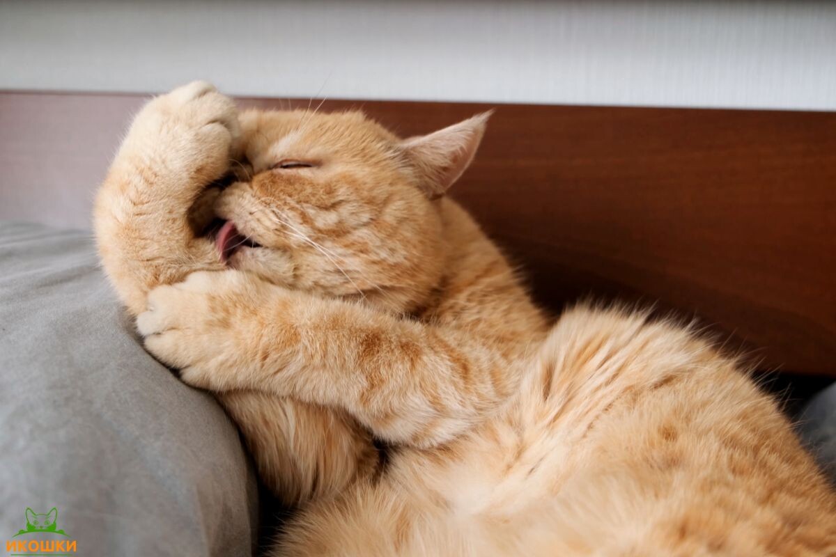 Кот вылизывает шерсть 