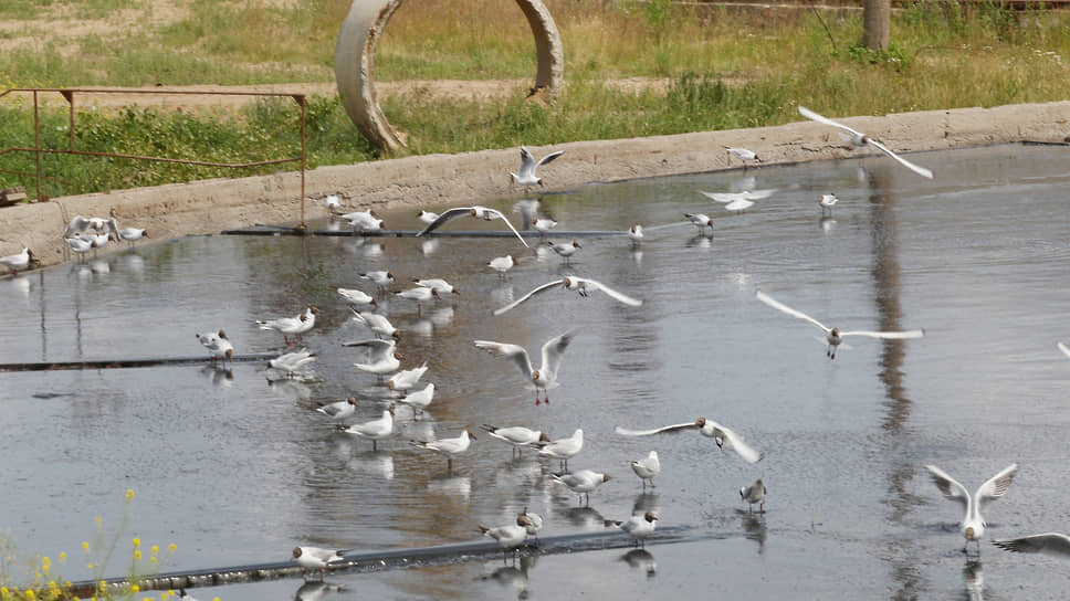 Чайки летают над бассейном-отстойником.📷Фото: Роман Яровицын / Коммерсантъ