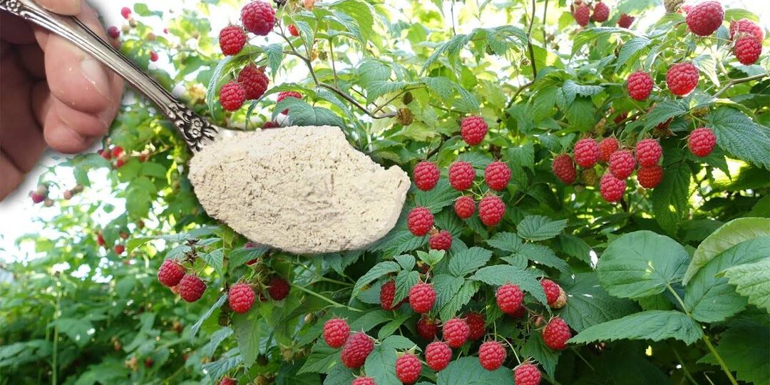 Чем подкормить малину во время завязывания ягод