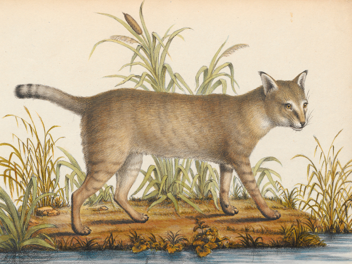 Иллюстрация под авторством F. C. Vogel и J. Susenbeth, 1835 год.