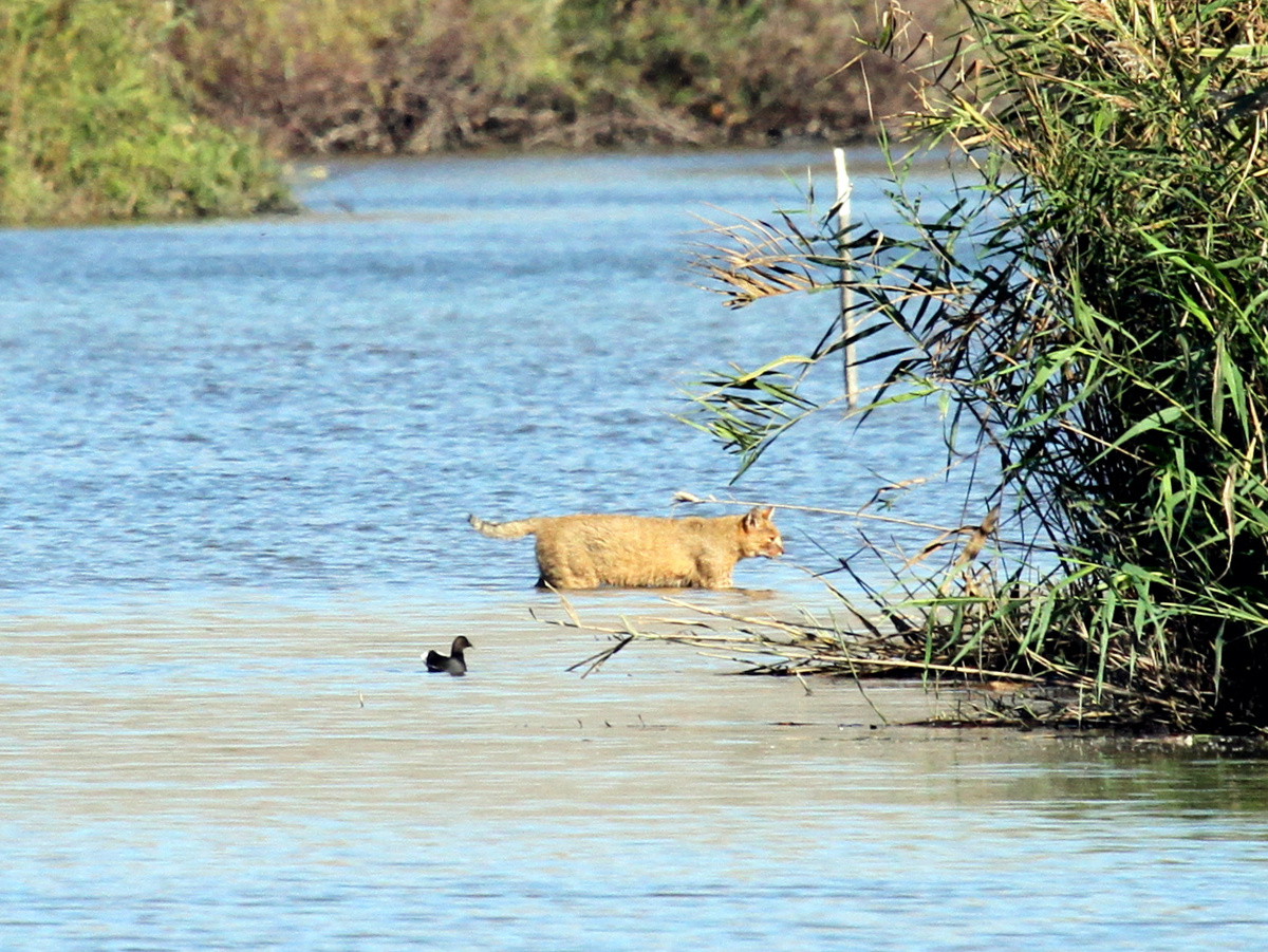 Перепонки между пальцами помогают камышовому коту не вязнуть в илистом дне и эффективно грести. Фотография: Greg Schechter, CC BY 2.0