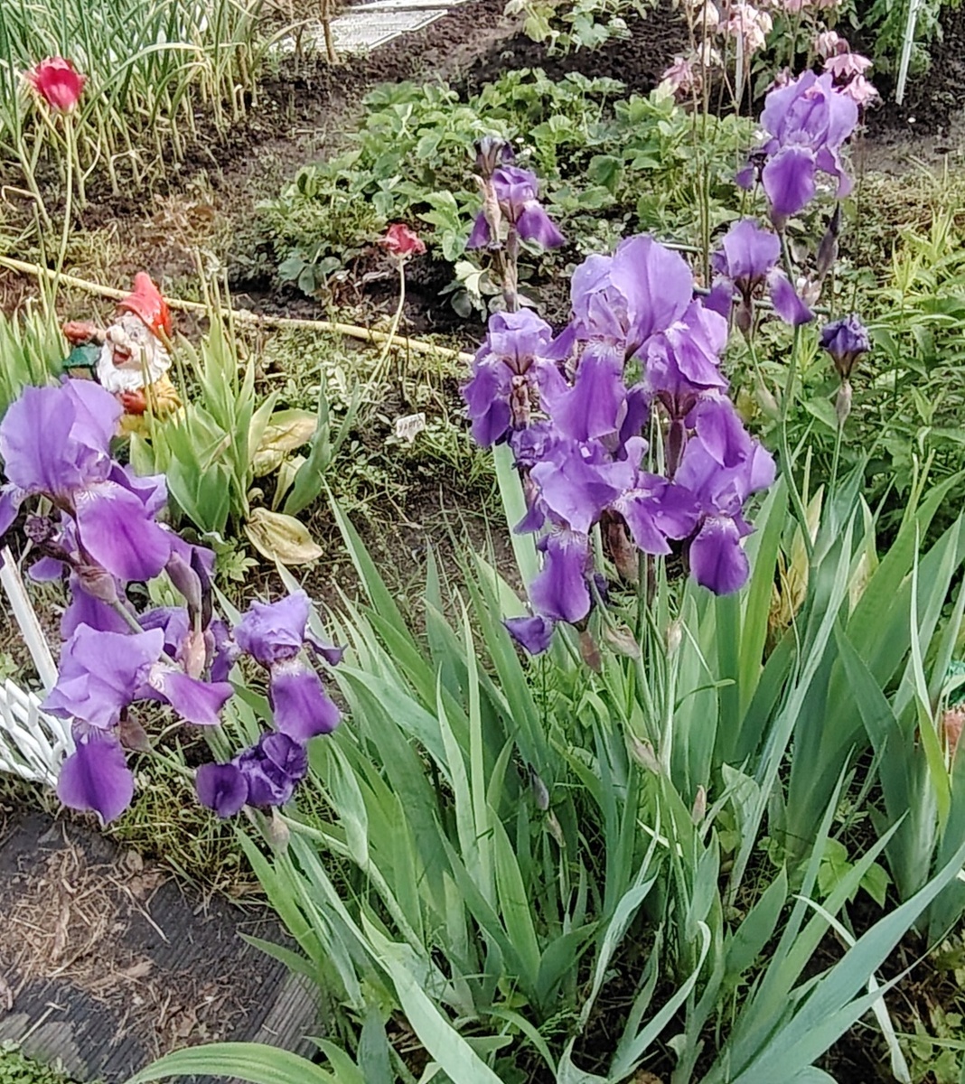 Ирисы 2025