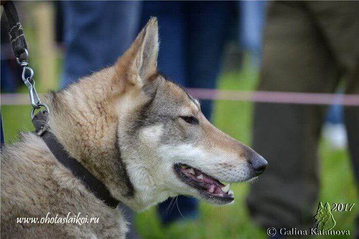 Типичная голова ЛЗС курганского разведения