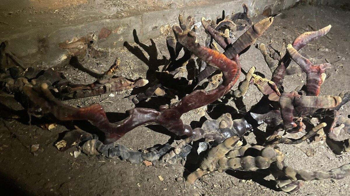 Фото: vk.com/grib_spb