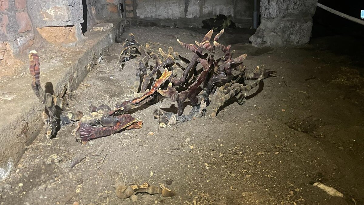 Фото: vk.com/grib_spb