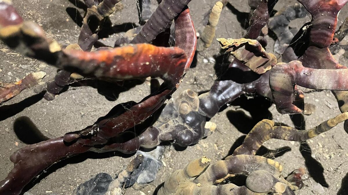 Фото: vk.com/grib_spb