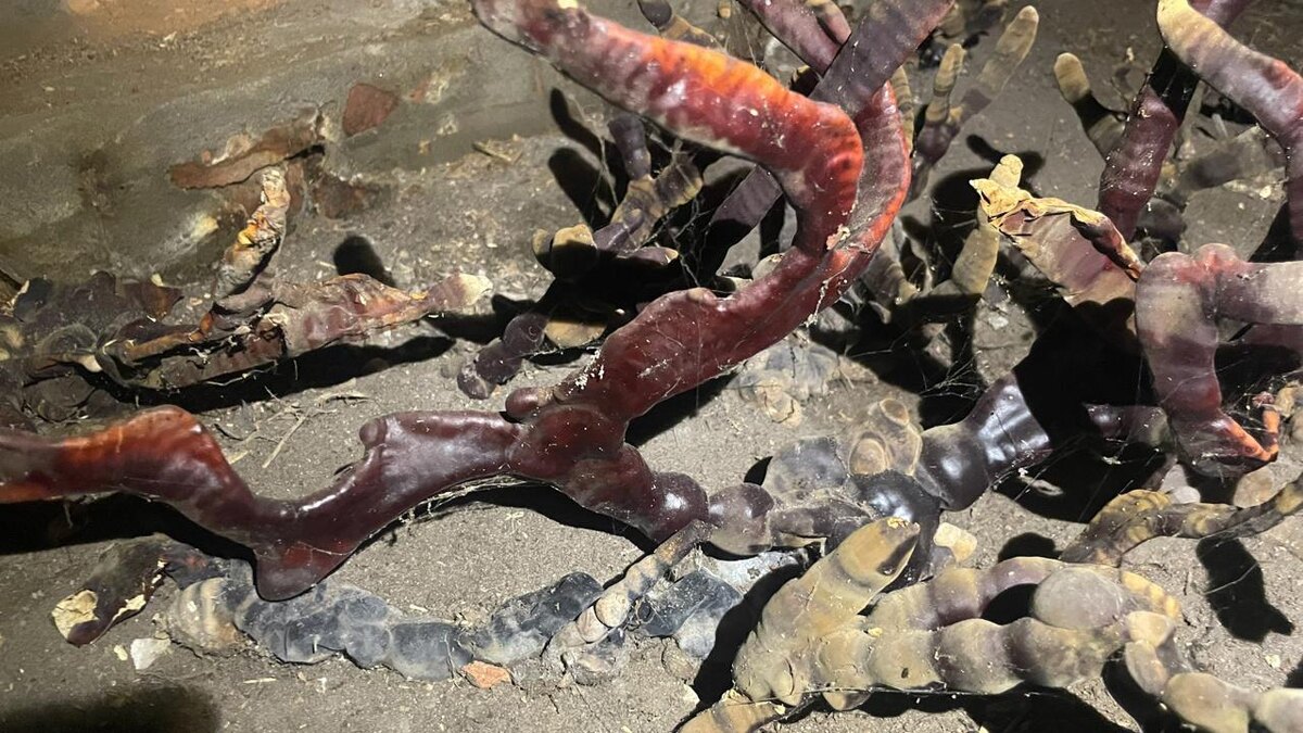 Фото: vk.com/grib_spb