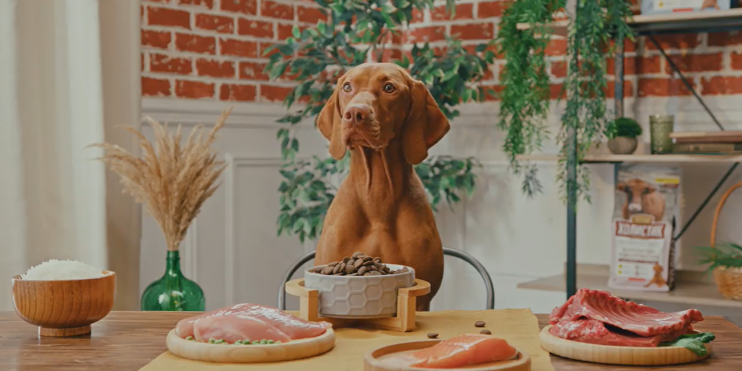 Вреден ли сухой корм для питомцев? Развенчиваем 3 главных мифа.