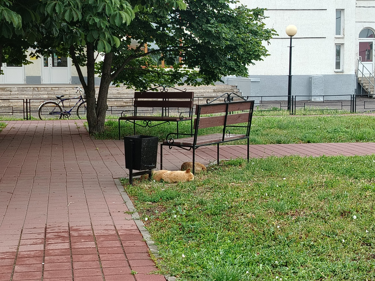 Бездомные собачки три дня назад. В тот день я их покормила. 