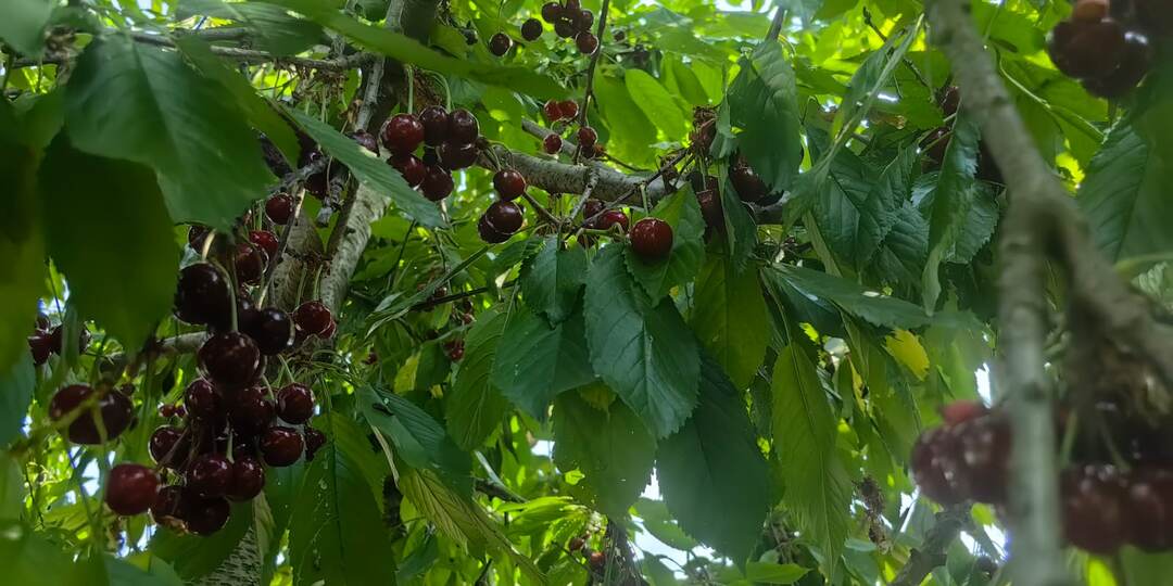 Как сохранить урожай косточковых: полный гид по защите от вредителей и болезней