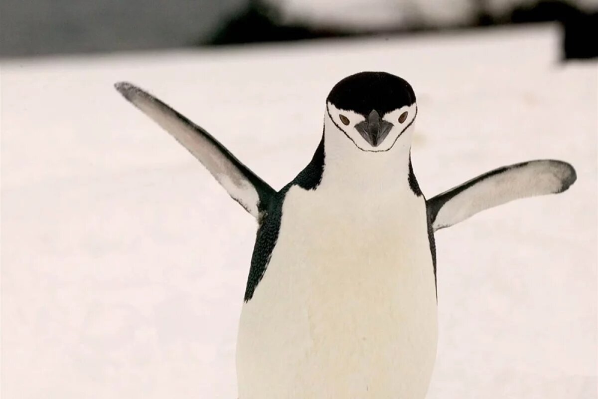    В Новой Зеландии нашли останки пингвина-гиганта, жившего 57 млн лет назад