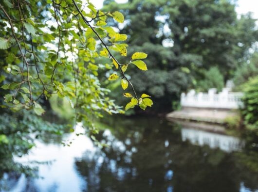    пруд // фото: Изображение от awesomecontent на Freepik