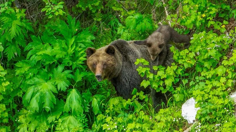    Мама медведица катает на спине своего детеныша Телеграм-канал Алтайского заповедника