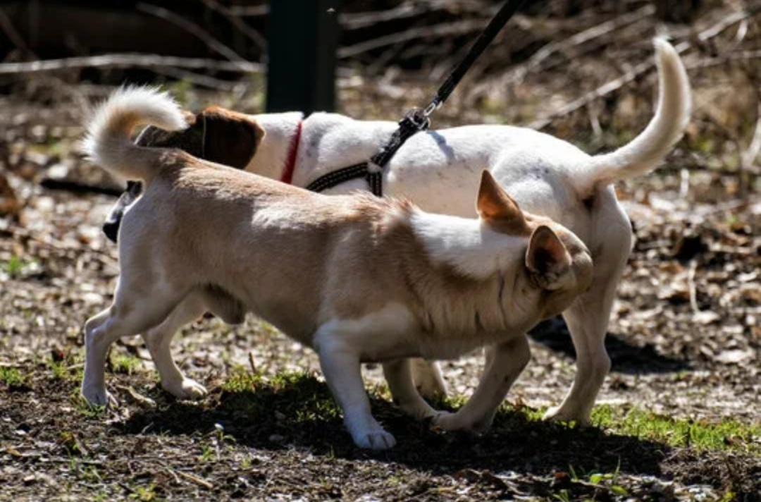 Поведение собак, когда они нюхают друг другу область под хвостом, может показаться нам странным, но для них это важный способ общения и получения информации.Причина поведения  Под хвостом находятся анальные железы, которые выделяют уникальные химические вещества — феромоны. Эти вещества содержат обширную информацию о собаке: её пол, возраст, здоровье, эмоциональное состояние и даже настроение.Функция нюханья  Когда собака нюхает другую собаку под хвостом, она как бы "читает" биографию питомца и узнает о нём всё необходимое. Это помогает установить социальные связи, определить статус в стае и понять, безопасно ли взаимодействовать.Социальная роль  Такое поведение — естественный способ знакомства, который можно сравнить с рукопожатием у людей. Благодаря ему собаки быстро ориентируются в отношениях с другими и уменьшают вероятность конфликтов.Интересный факт  Помимо общения с другими собаками, животные могут использовать запахи под хвостом для пометки территории. Анальные железы выделяют запахи, которые служат сигналами для других животных.