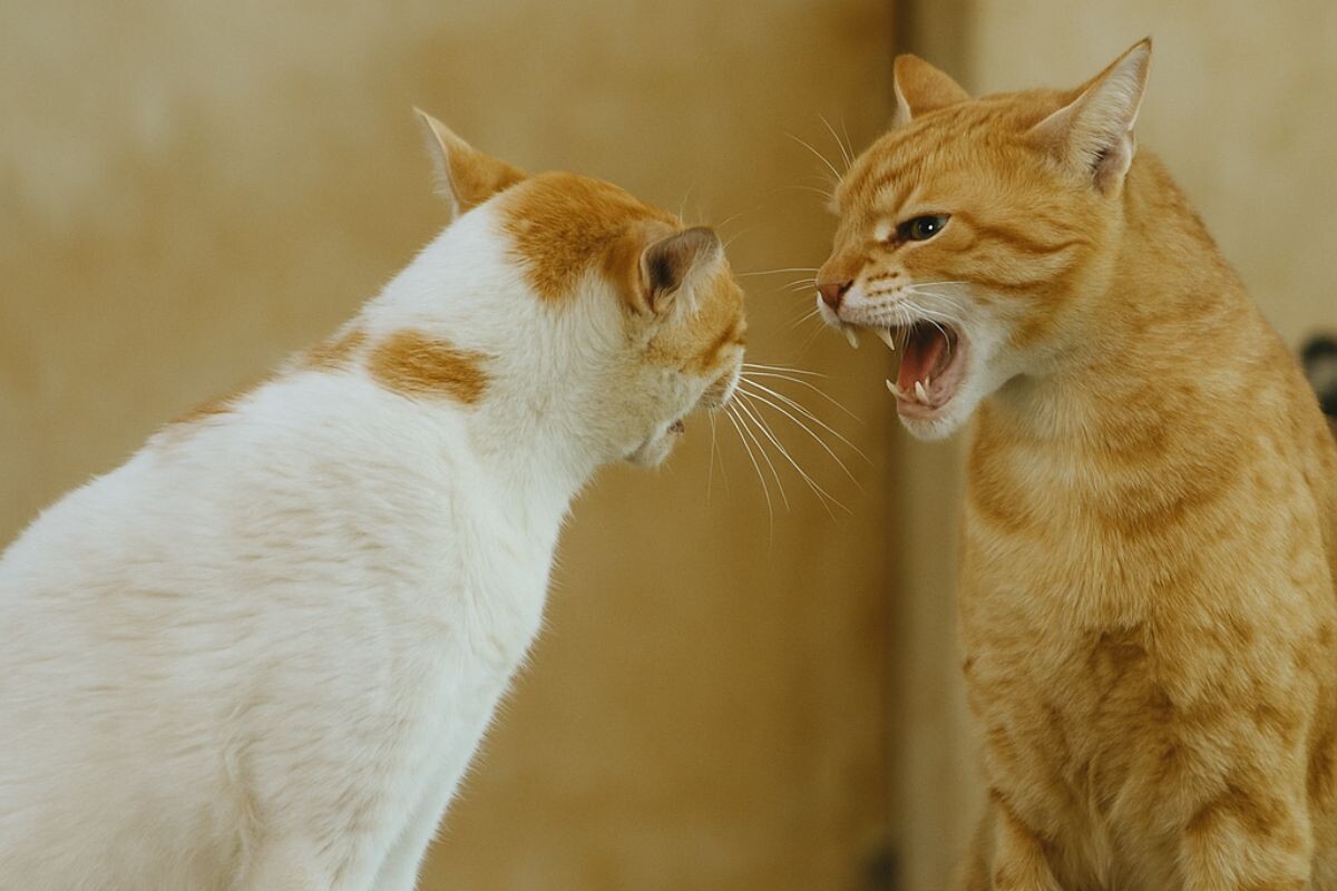 Коты выясняют отношения