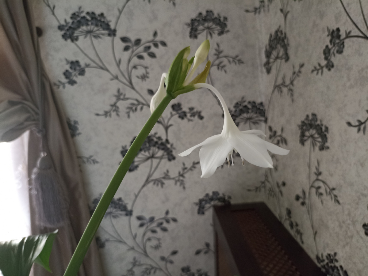 Как, например, эухарис. Его цветы ждала не один год, теперь постоянно радует