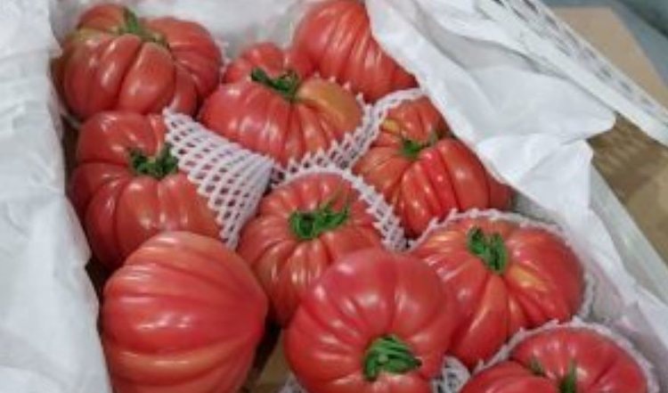    Более 8 тонн томатов с ToBRFV из Китая не допустил Россельхознадзор для ввоза в Приморье