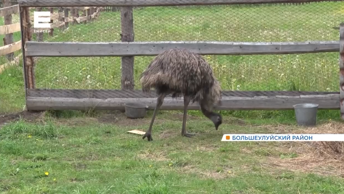     Фермер из Большеулуйского района собрал под одной крышей страусов и осла