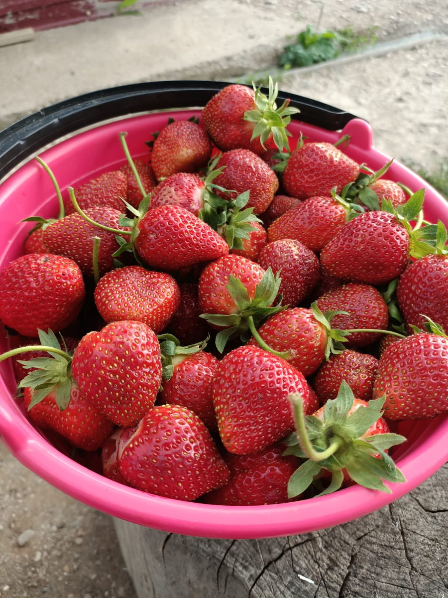 А вы уже пробовали клубнику в этом году?