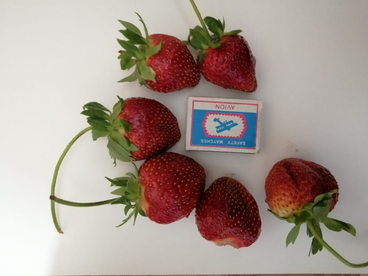 Первый урожай всегда крупный