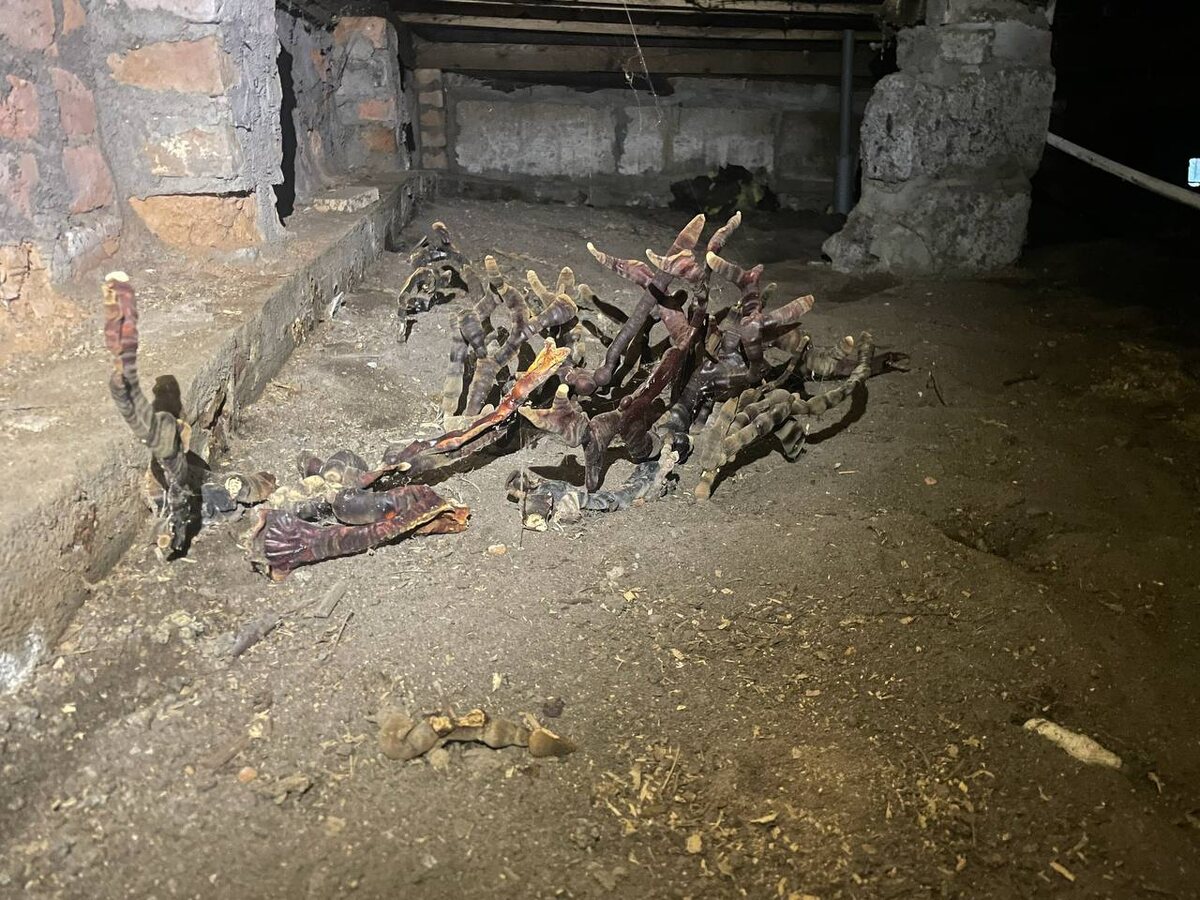 Фото: сообщество «Грибы и грибники СПб»