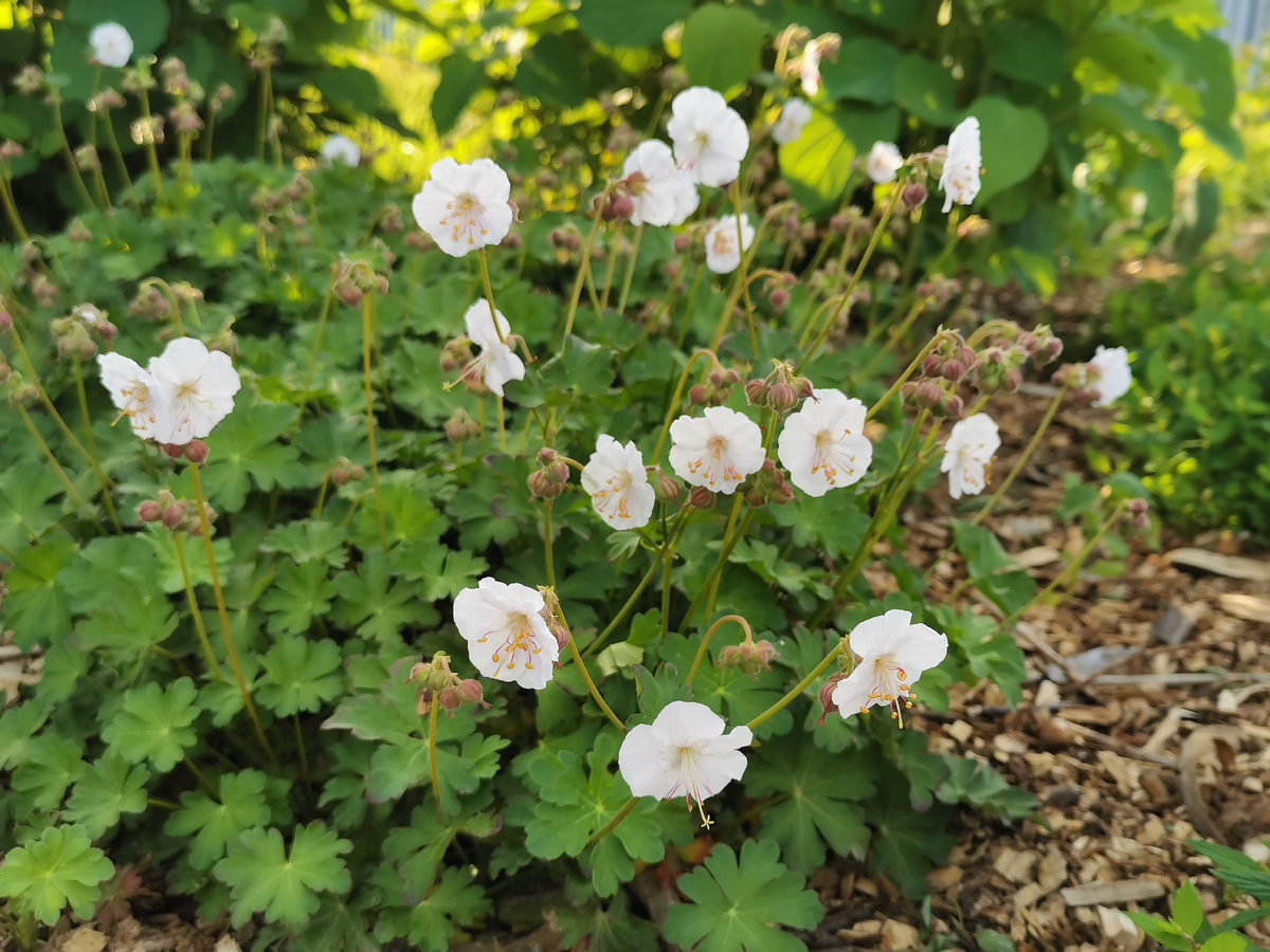 Герань кембриджская St.Ola