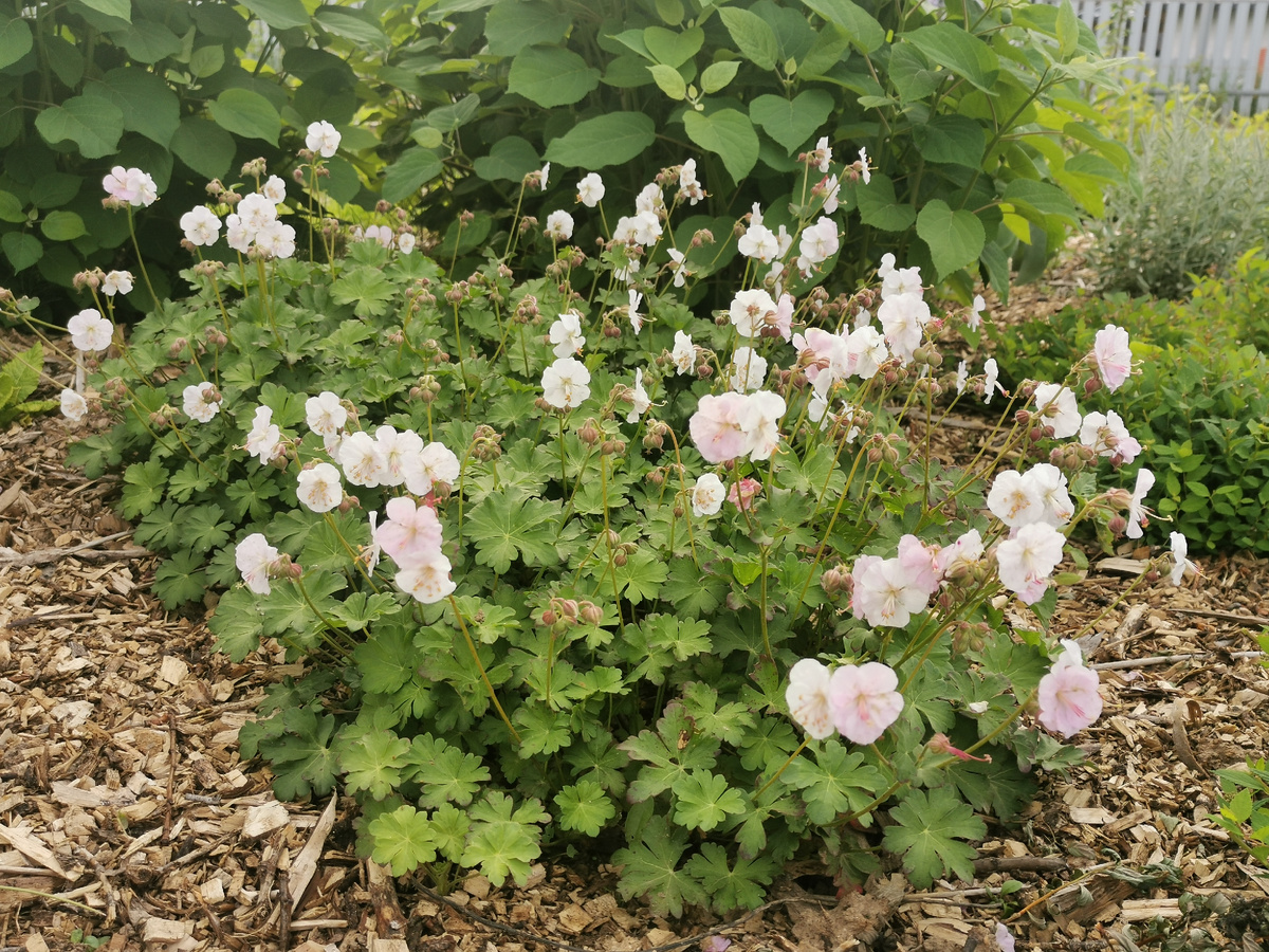 Герань кембриджская St.Ola