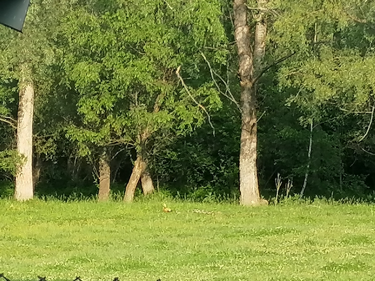 Вот прямо под деревьями идут, но у меня камера не очень.