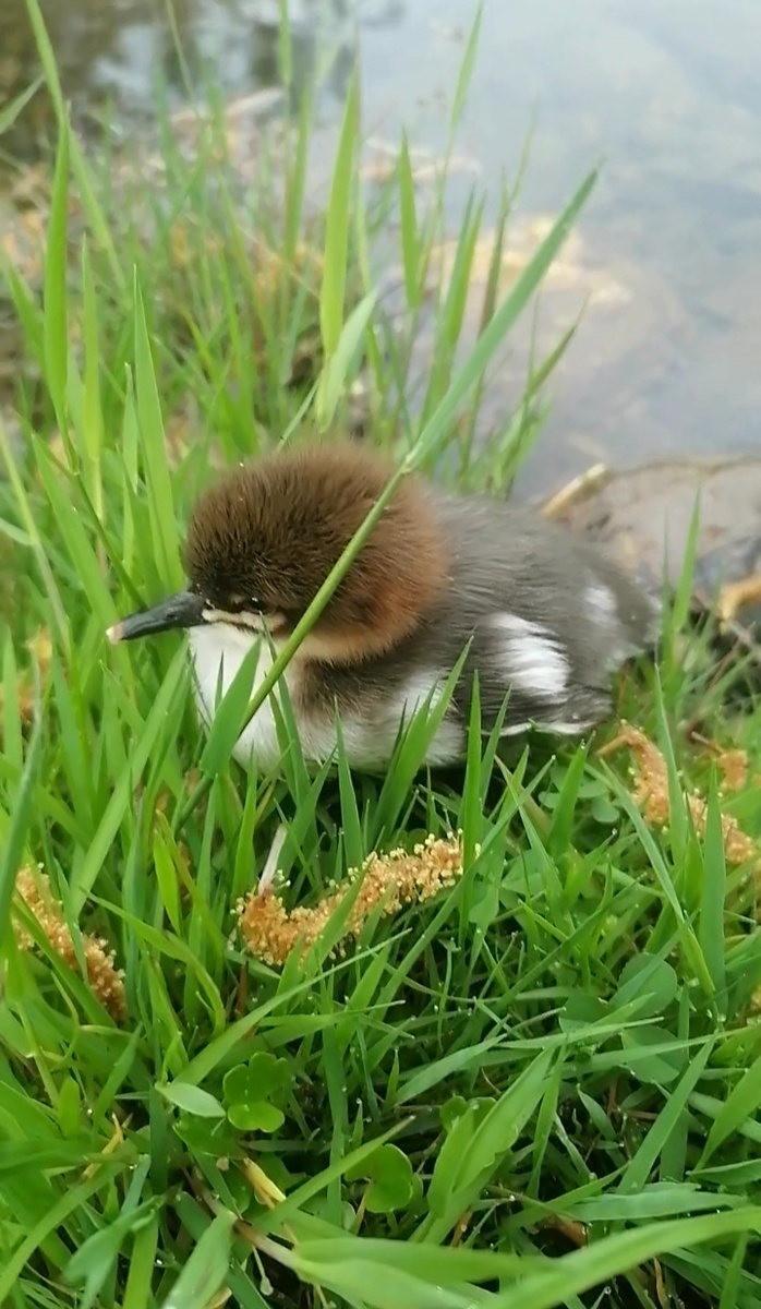 Это прошлогодняя фотография, удалось вблизи снять.